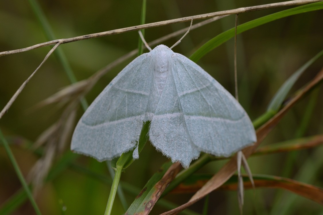 Campaea margaritata conferma - S